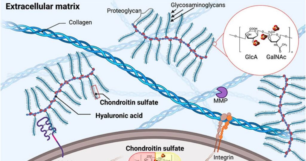 bolest klbov v menopauze - kolagen a chondroitin